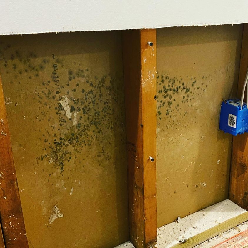 Mold Information